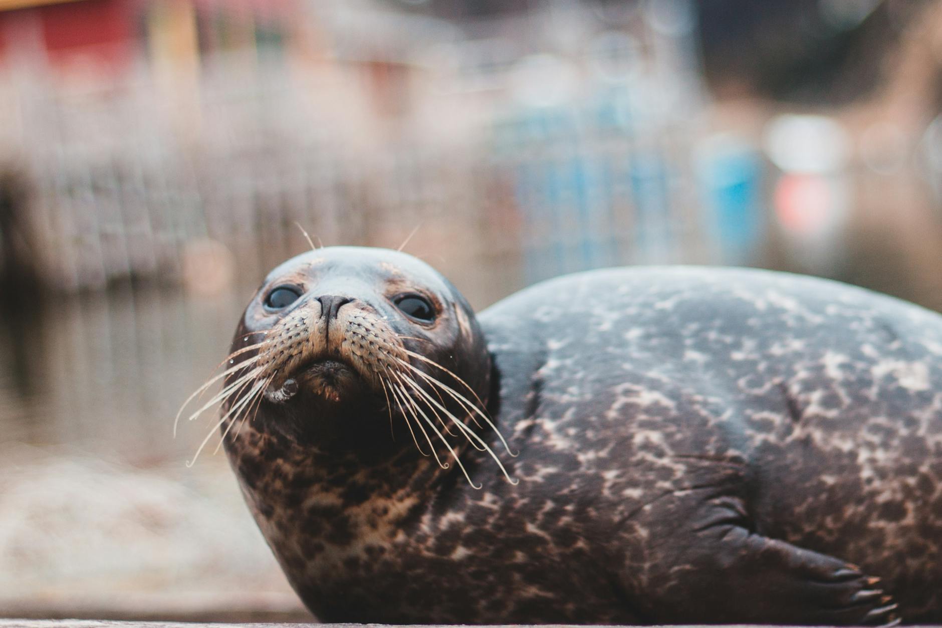 Are Seal Point Cats a Specific Breed, or Just a Color Pattern?