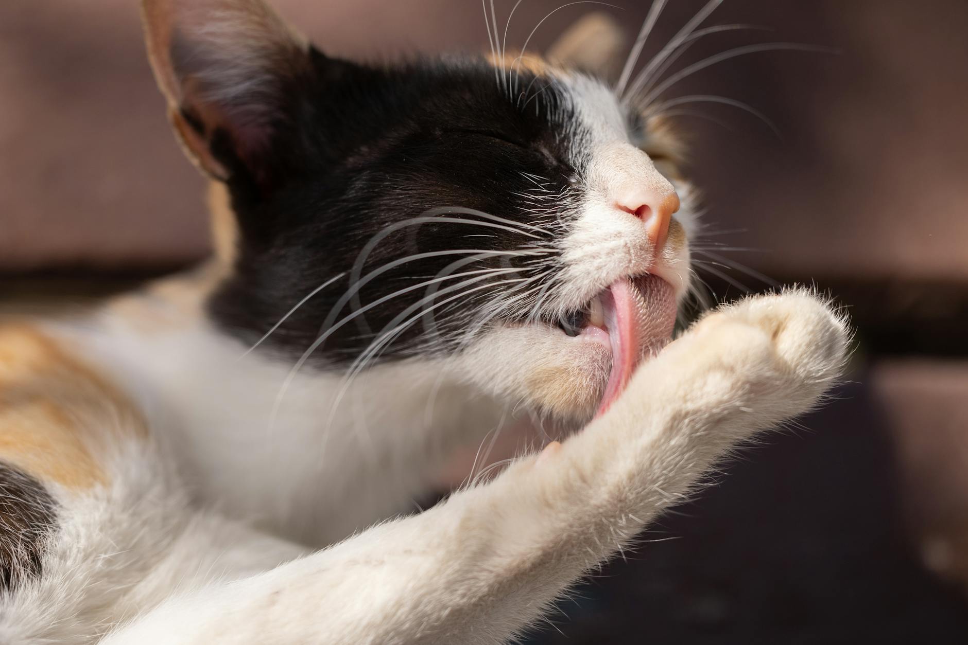 Behavioral Triggers and the Licking Habit