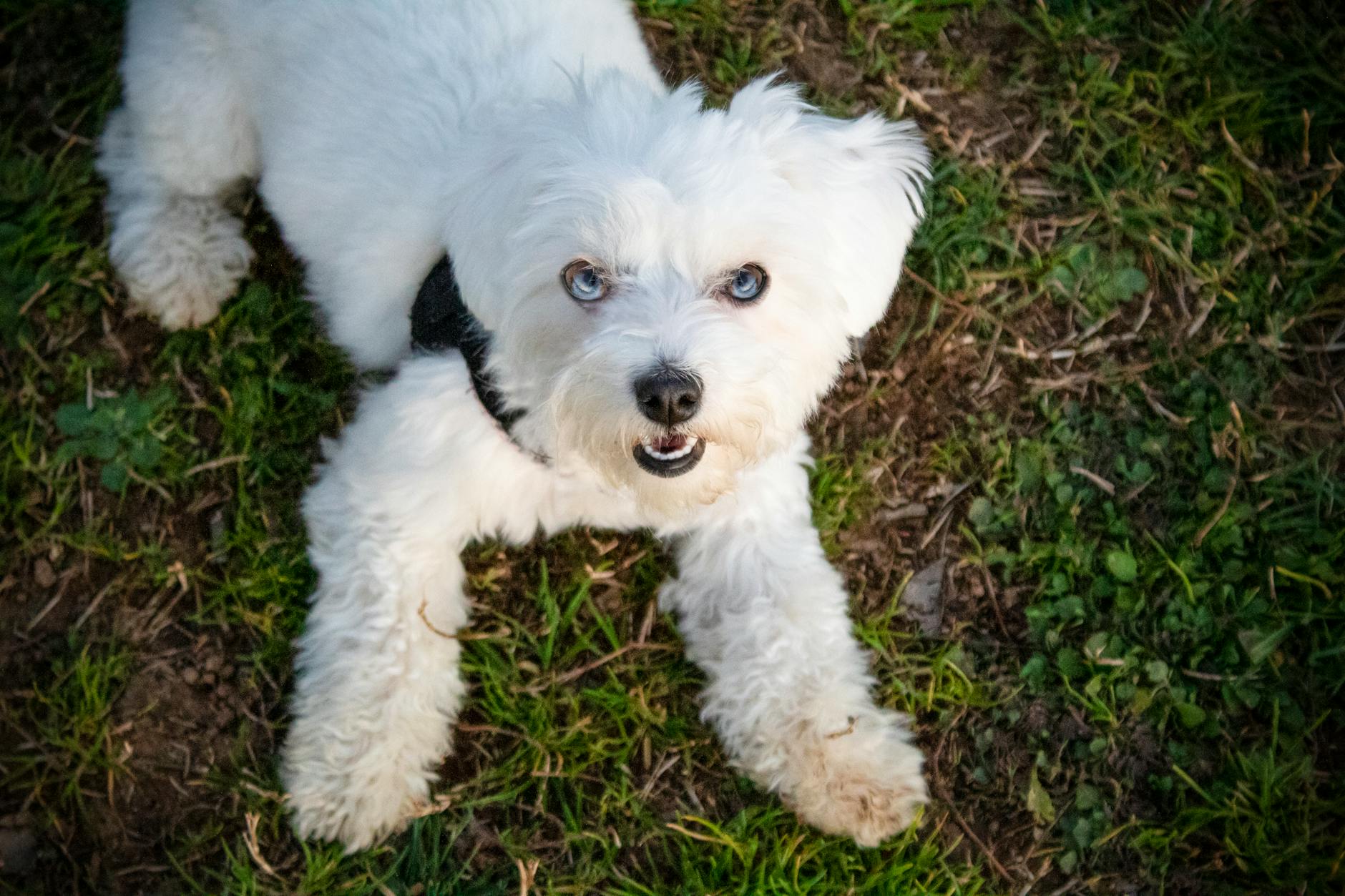 Blue-Eyed Breeds with Notable Low-Shedding Characteristics