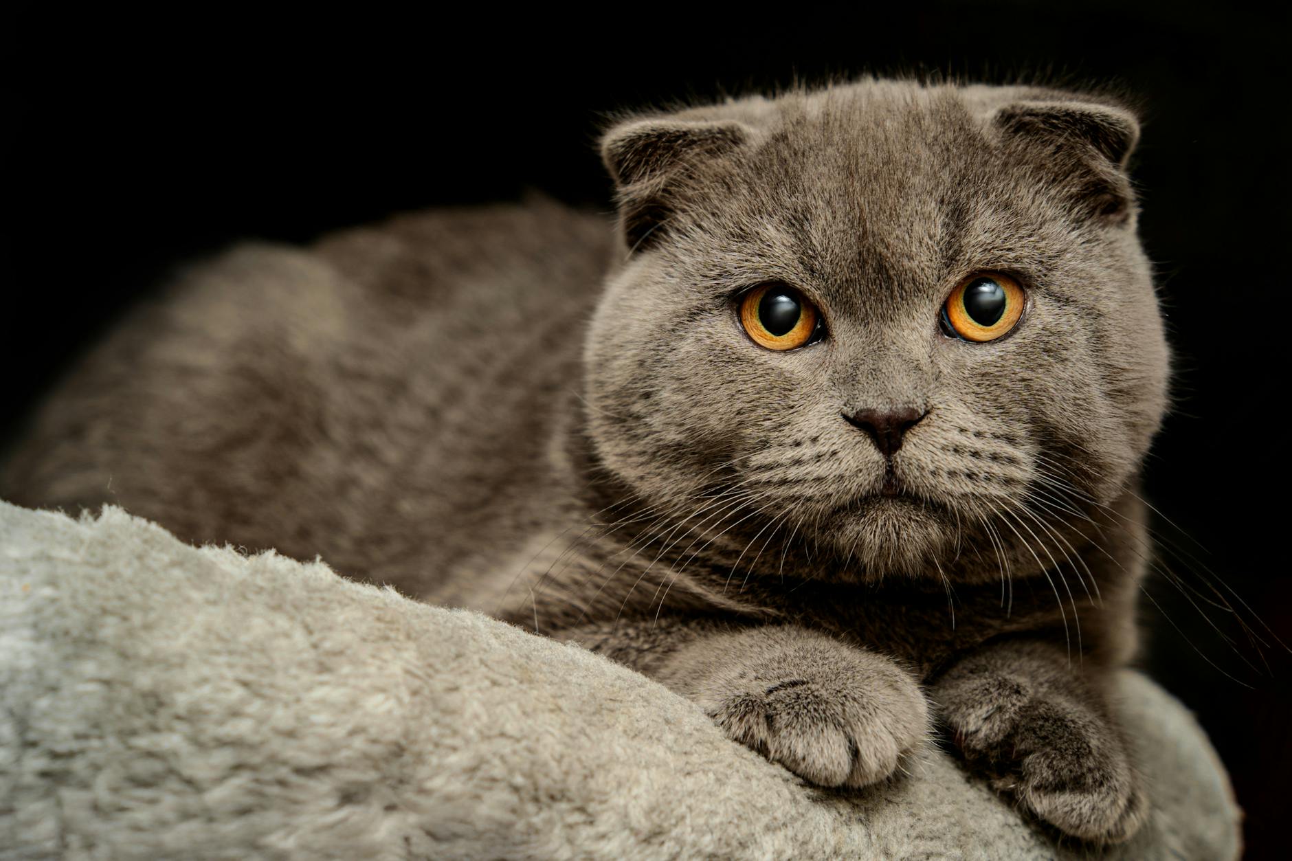 Breeding Ethics and Finding Legitimate Blue-Eyed Small Cats