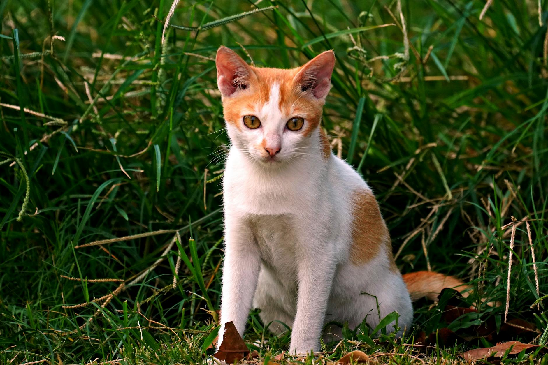 Common Challenges with Highly Affectionate Blue-Eyed Cats
