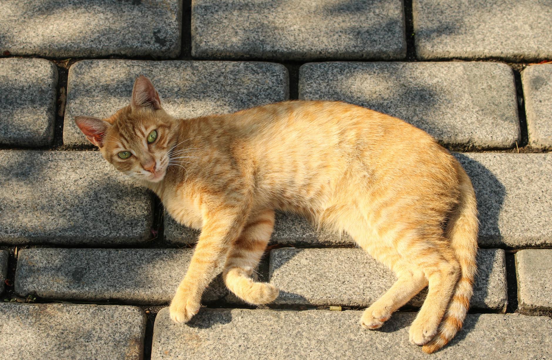Common Grooming Complications and Behavioral Challenges
