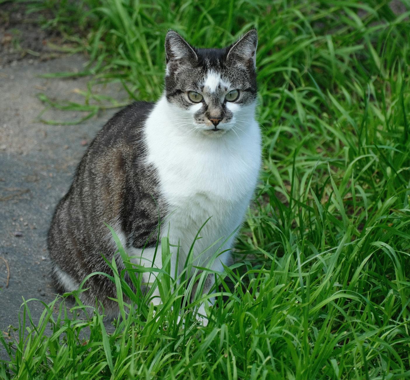 Common Misconceptions About Tonkinese Eye Color and Breed Standards