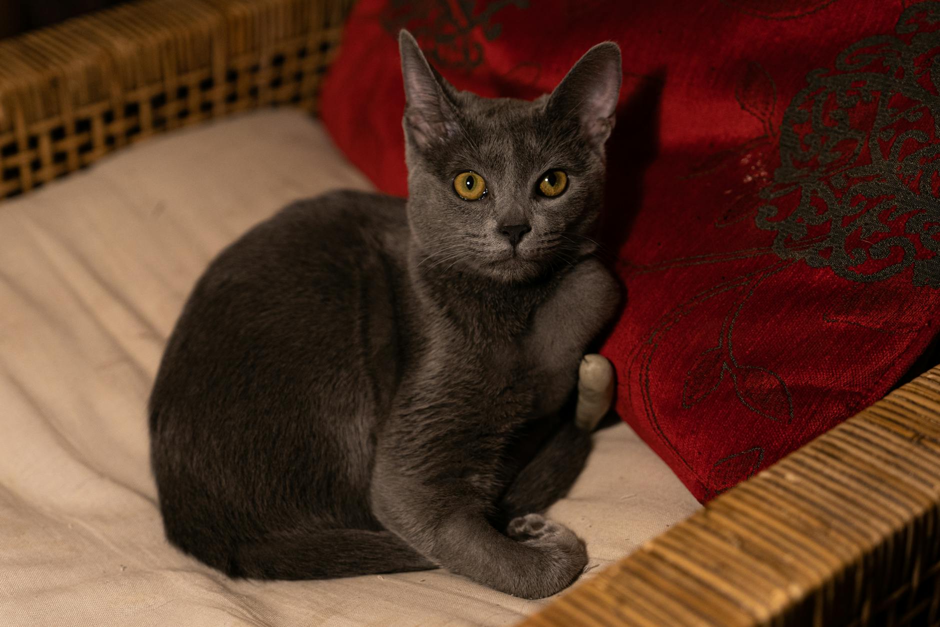Comparing Khao Manees to Other Blue-Eyed Breeds