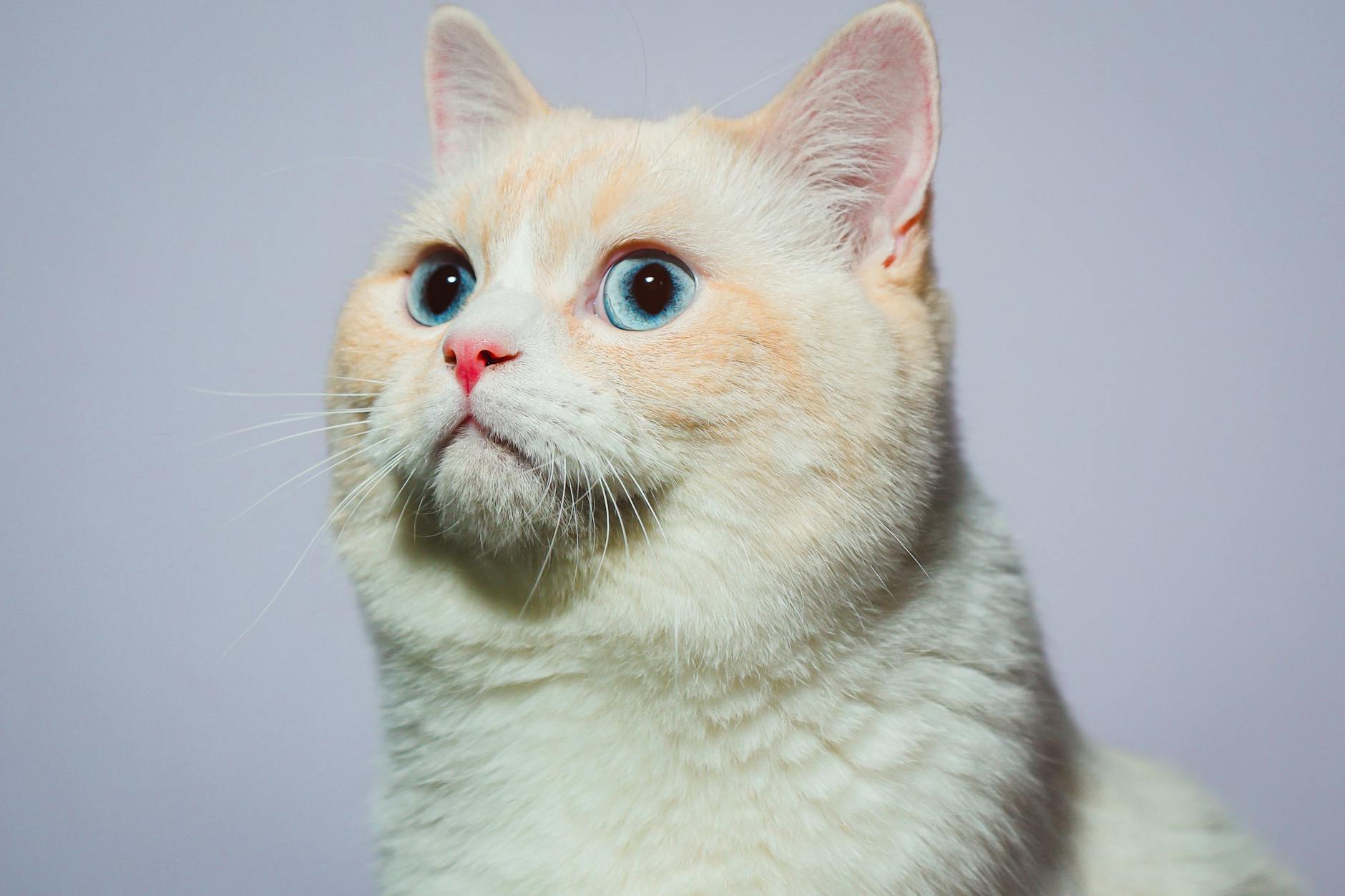 Do Blue-Eyed Cat Breeds Tend to Have Lower Allergen Levels?