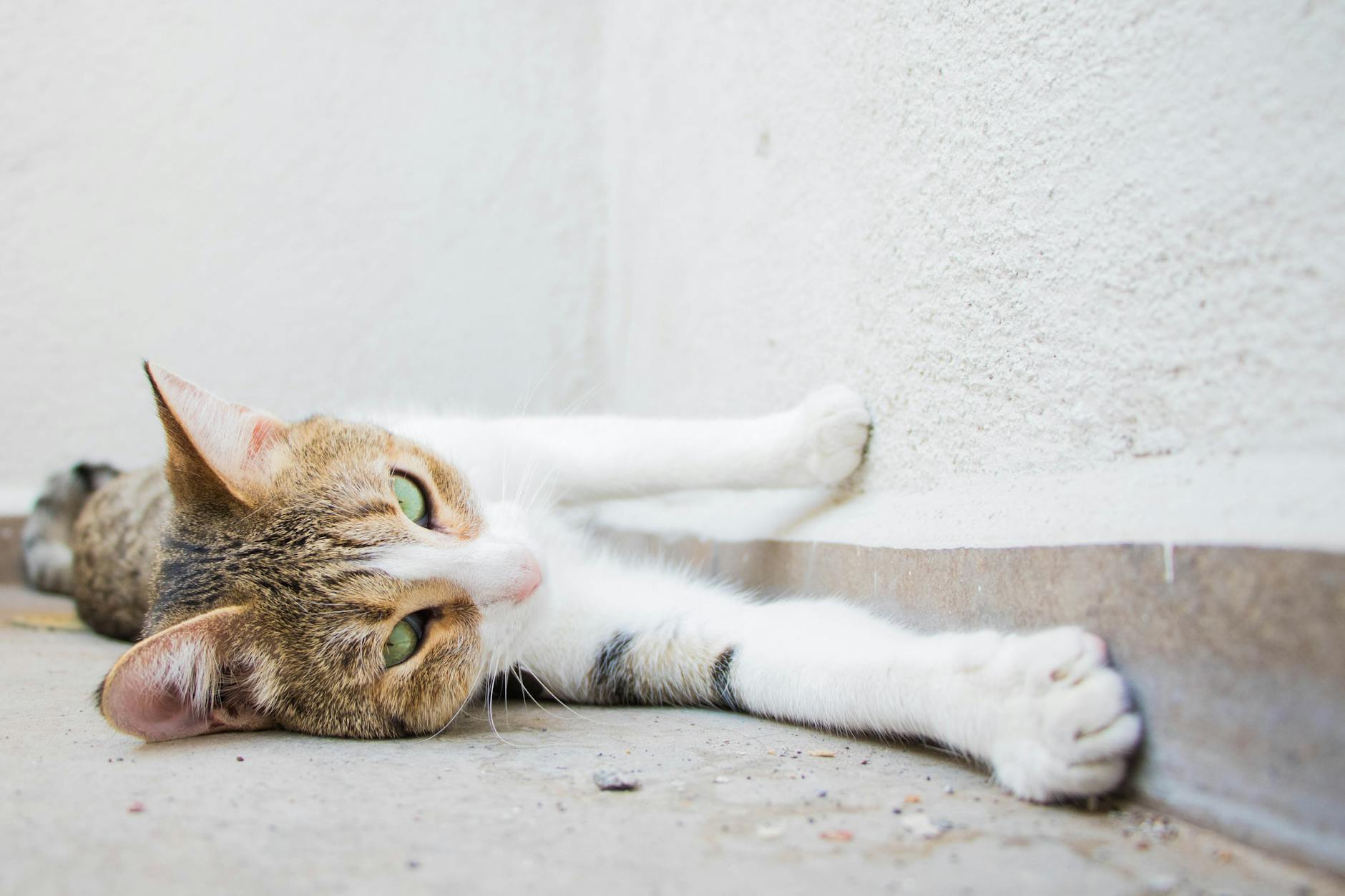Emergency Response and Veterinary Care