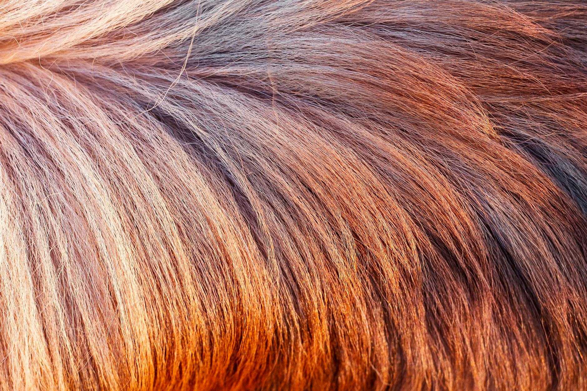 Examining Coat Pattern and Coloring to Identify Your Cat