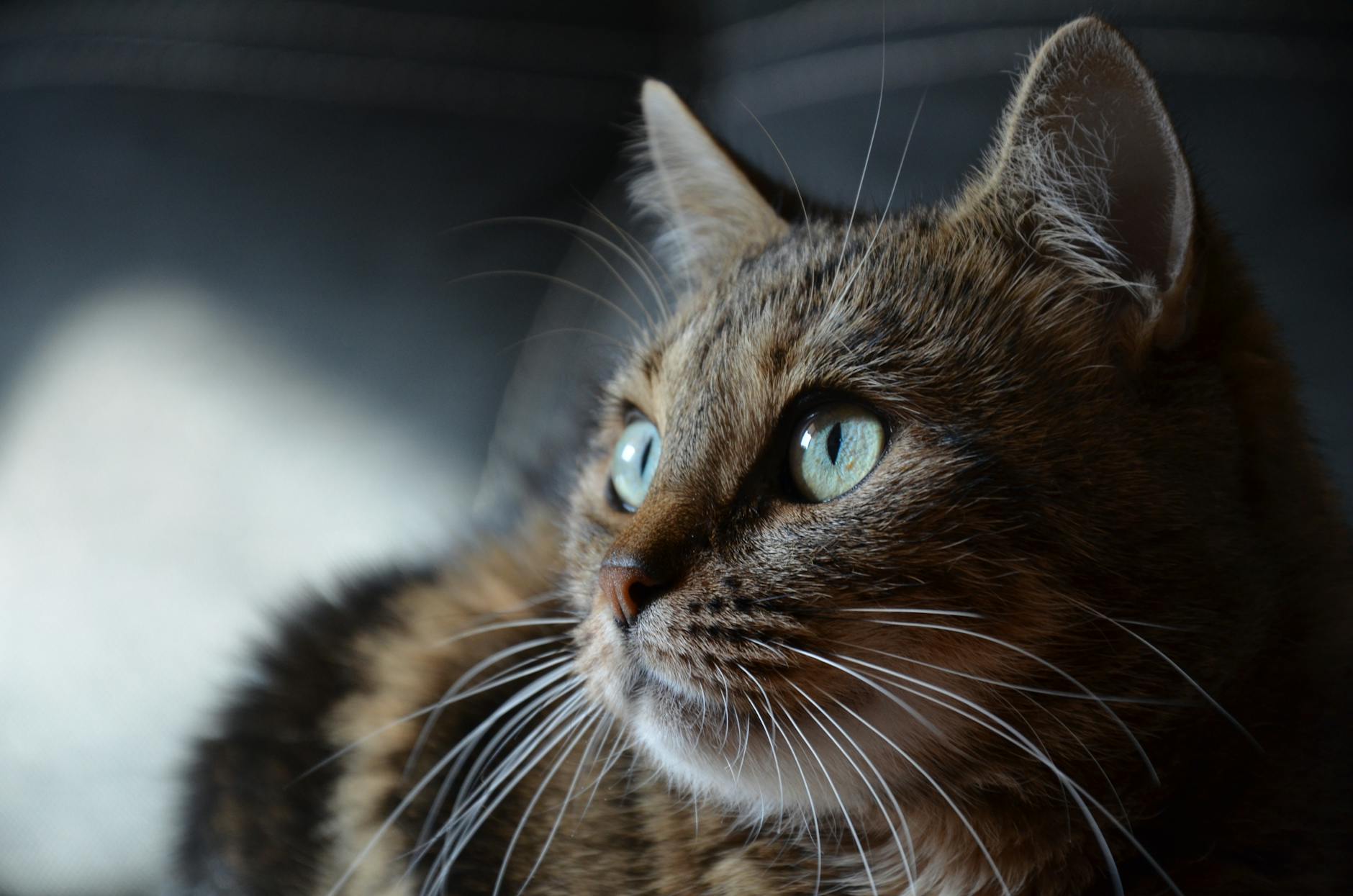 Eye Care and Managing Blue-Eyed Cat Health