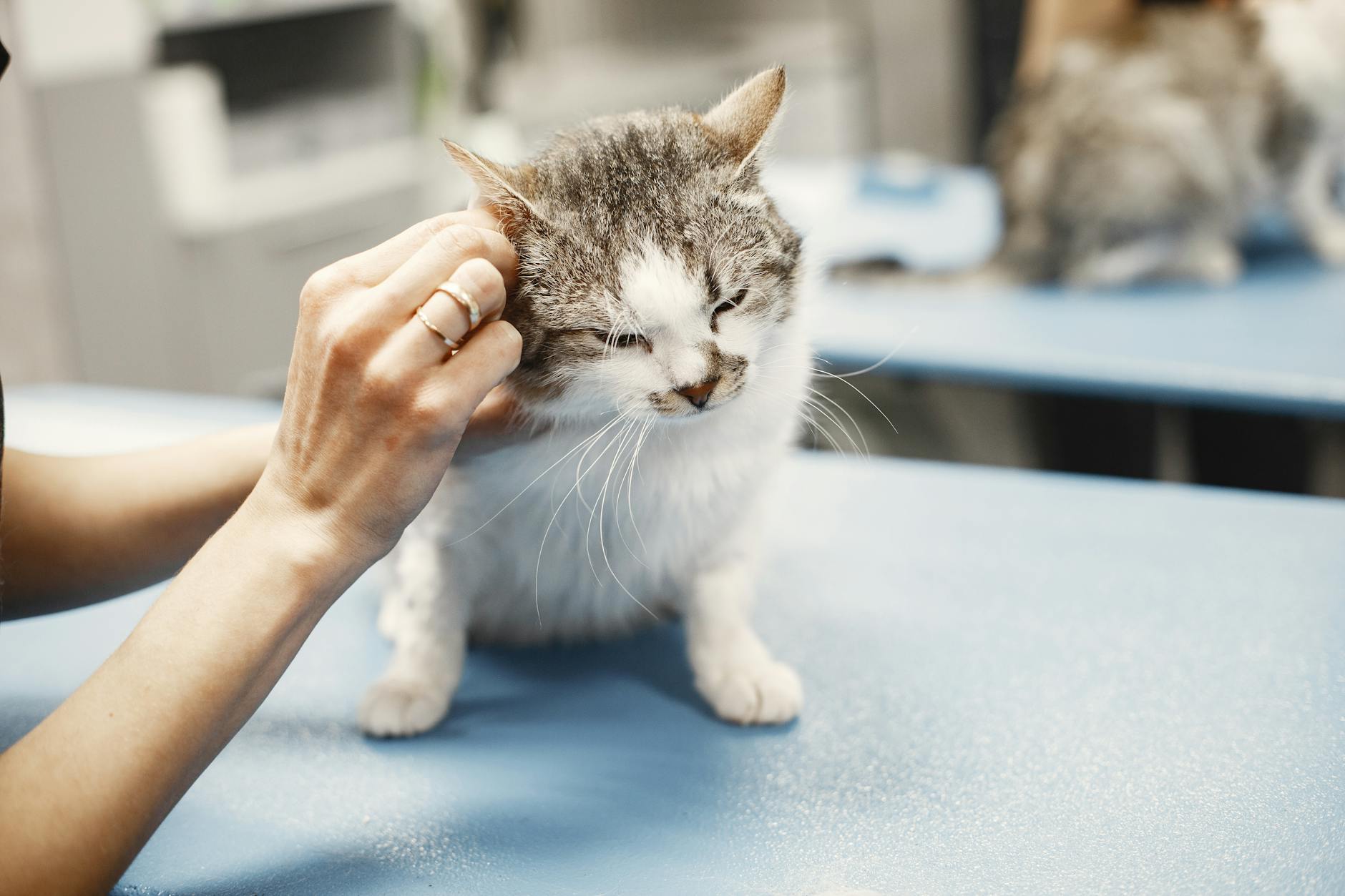 Health and Genetic Considerations in Chocolate Point Cats