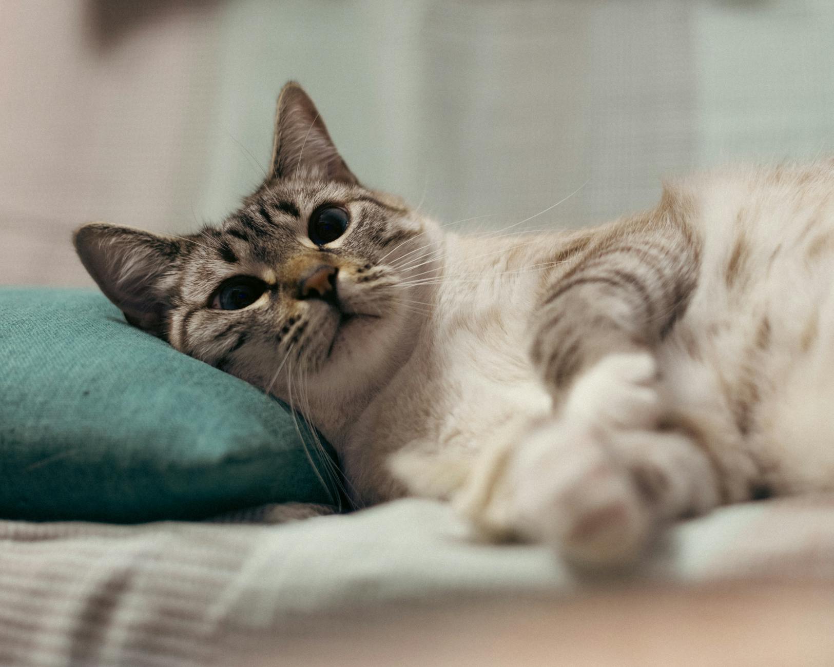Health Concerns Specific to Blue-Eyed Breeds: Deafness and Other Issues