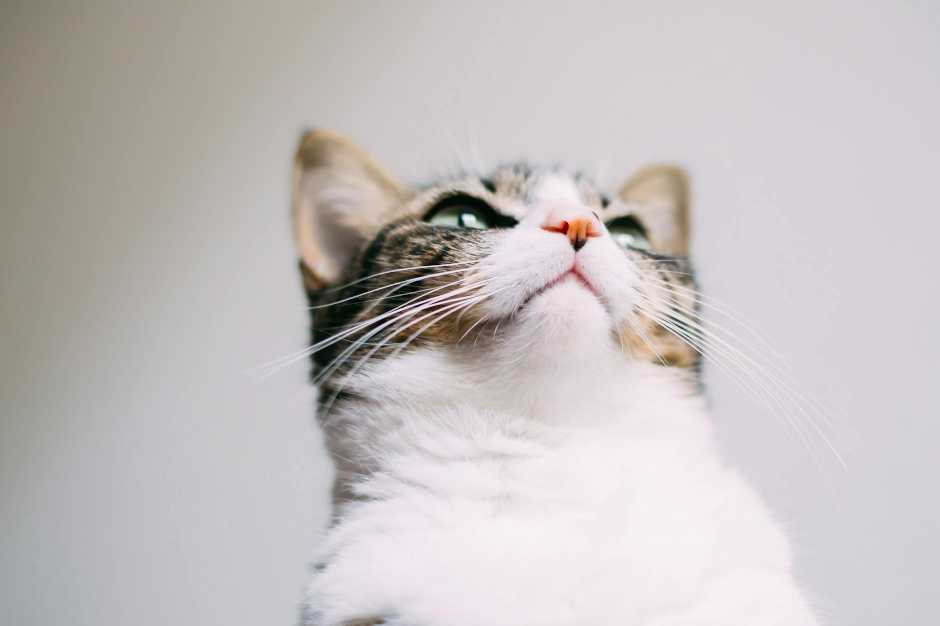 Health Considerations and Eye-Related Concerns in Ragdolls