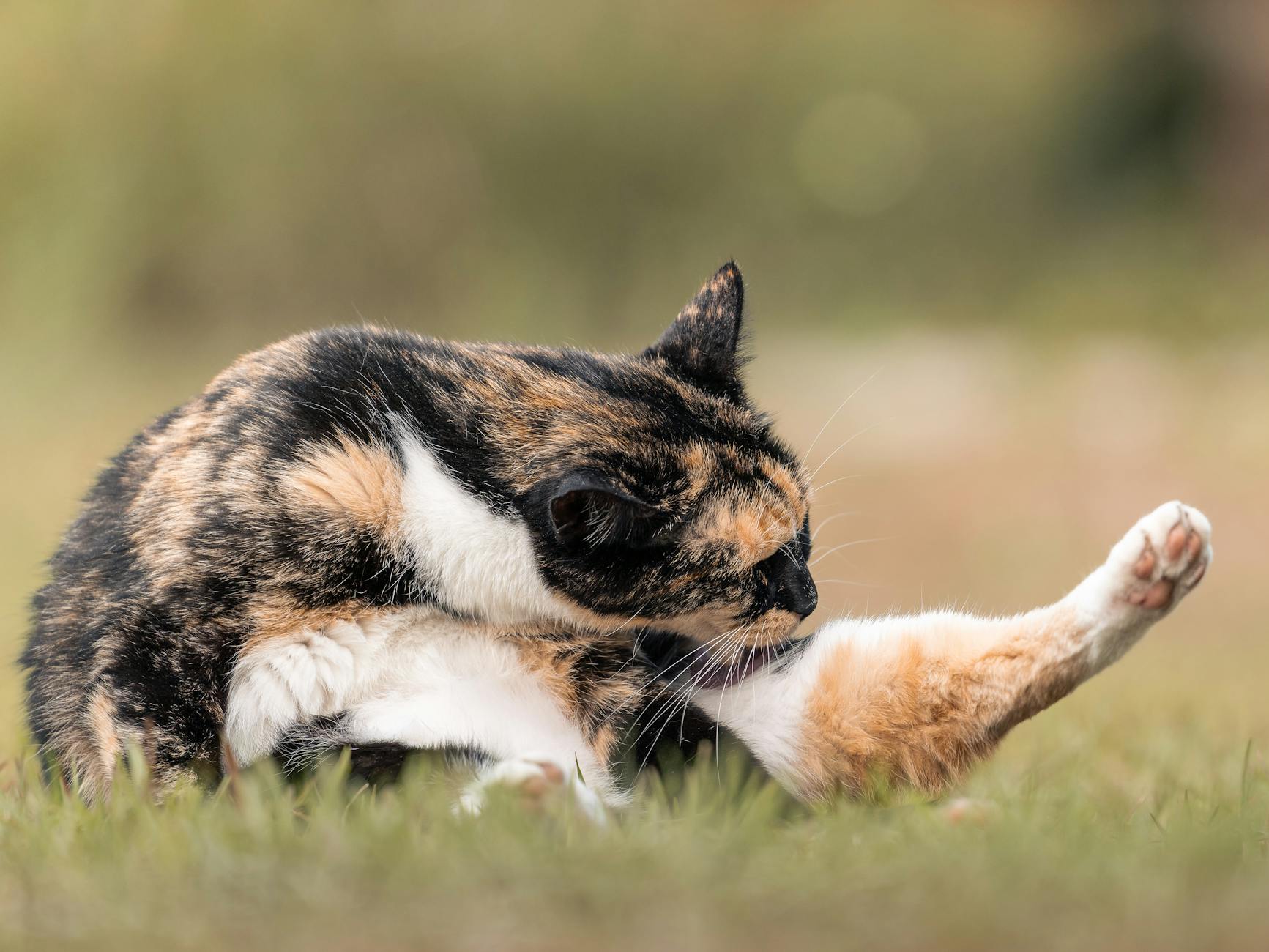 Health Issues and Genetic Concerns in Blue-Eyed Colorpoint Cats