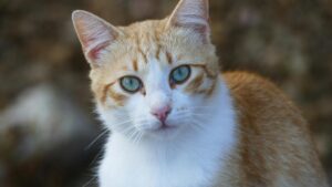 How Can I Tell What Blue Eyed Cat Breed I Have - Featured image