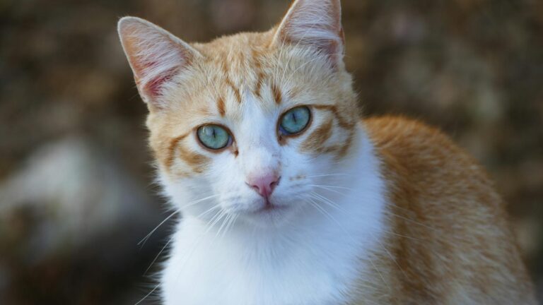 How Can I Tell What Blue Eyed Cat Breed I Have - Featured image