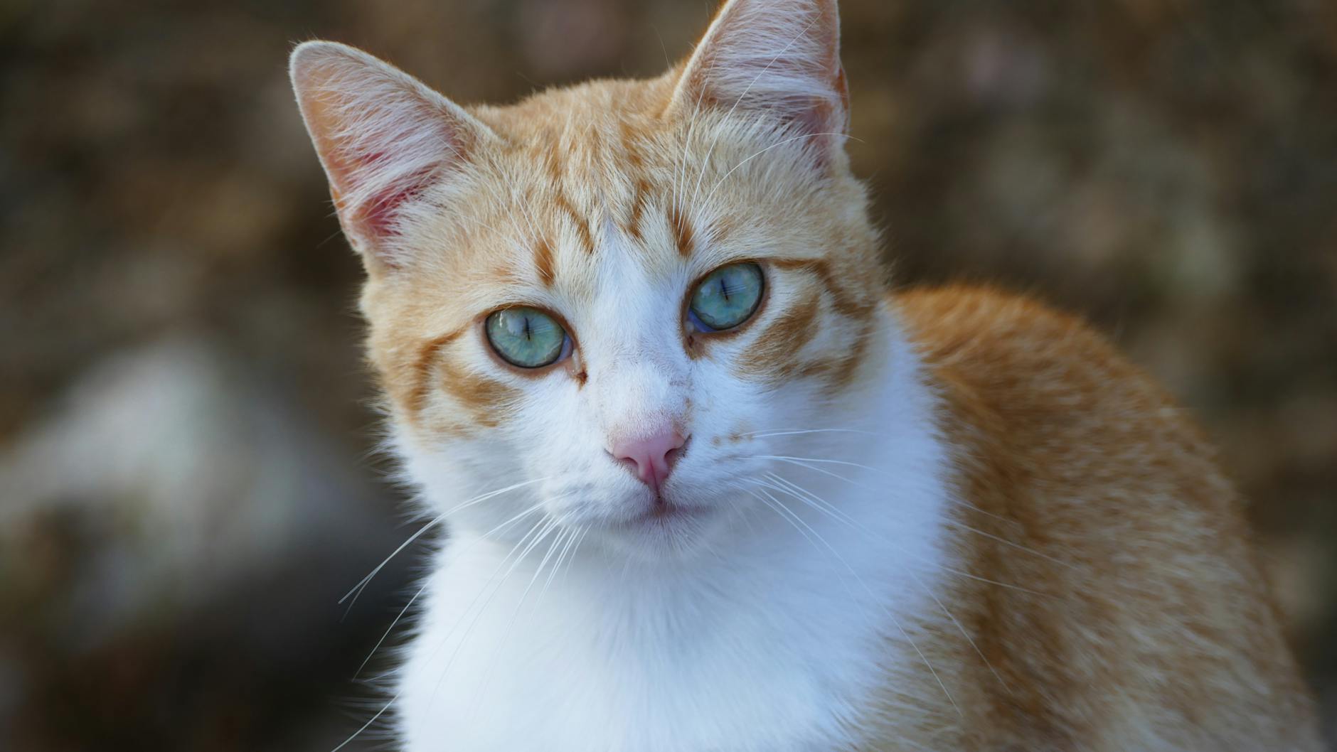 How Can I Tell What Blue Eyed Cat Breed I Have - Featured image