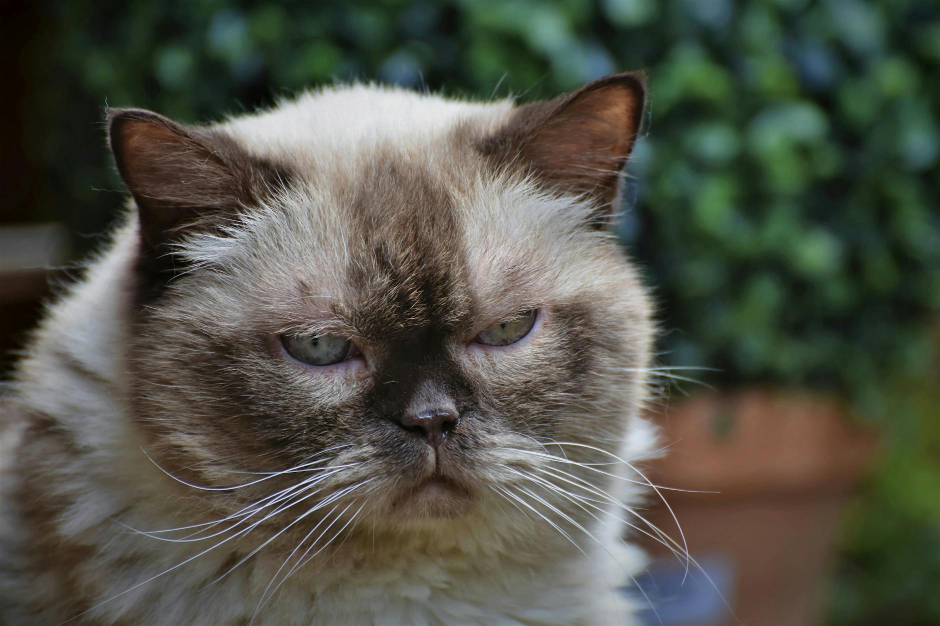 How Did the Himalayan Breed Come Into Existence?