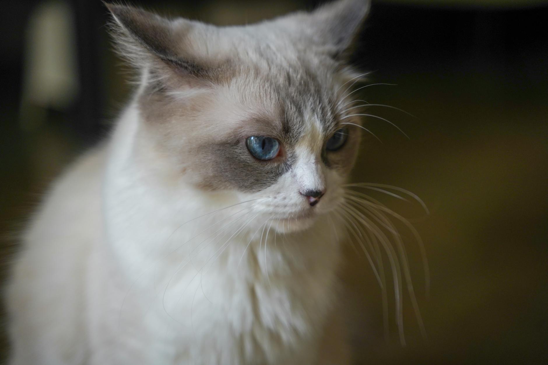 How Did the Ragdoll Breed Develop From Birman Ancestry?