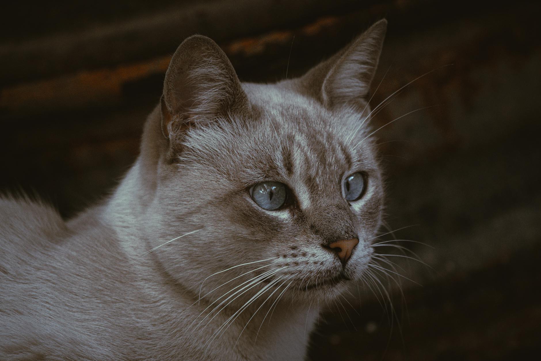 How Do Siamese and Tonkinese Eyes Differ in Color and Clarity?