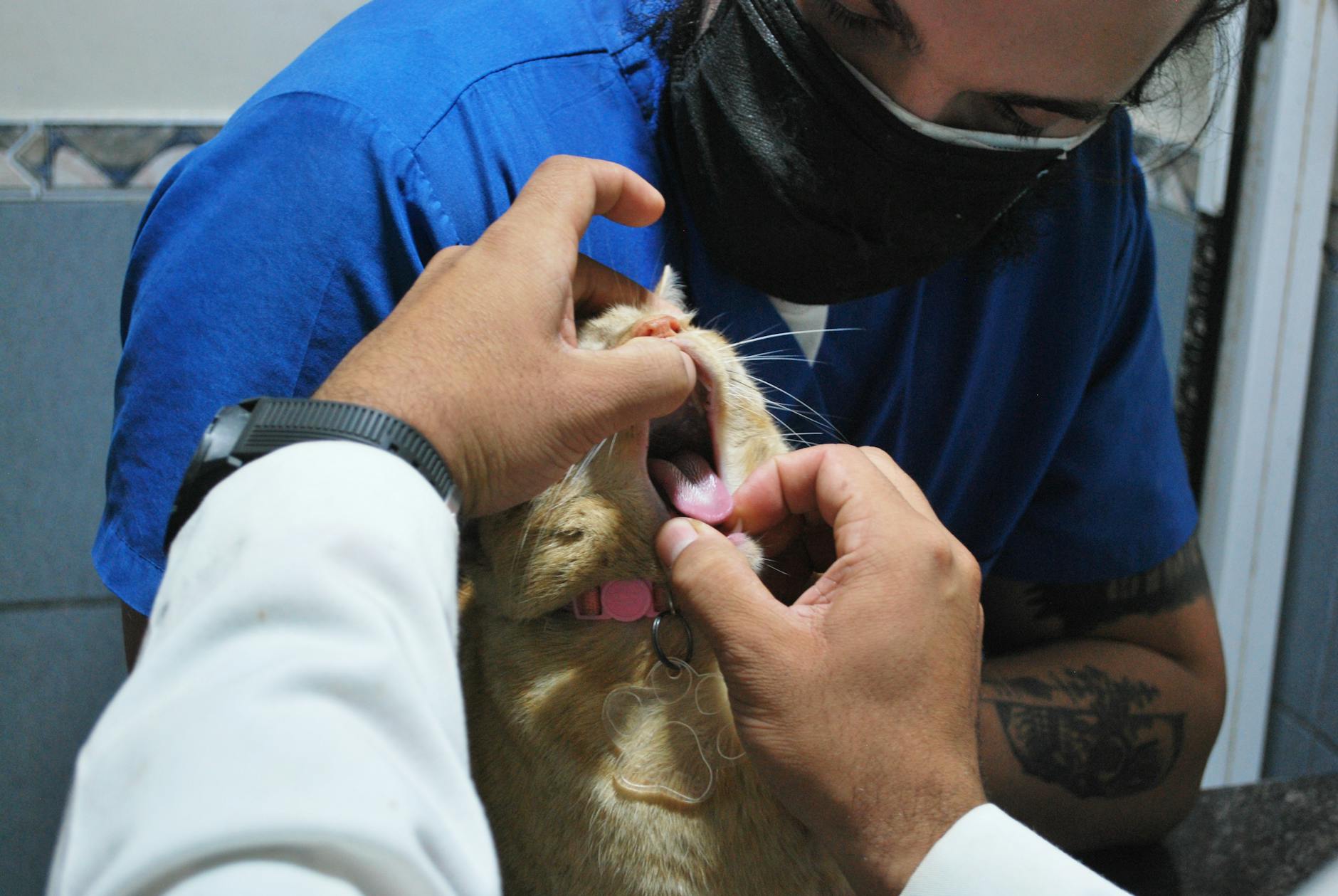 How Do You Know If Your Cat Needs Veterinary Care?