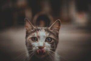 Is It Safe for Cats to Lick Bowls With Ice Cream Melt - Featured image