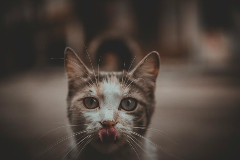 Is It Safe for Cats to Lick Bowls With Ice Cream Melt - Featured image