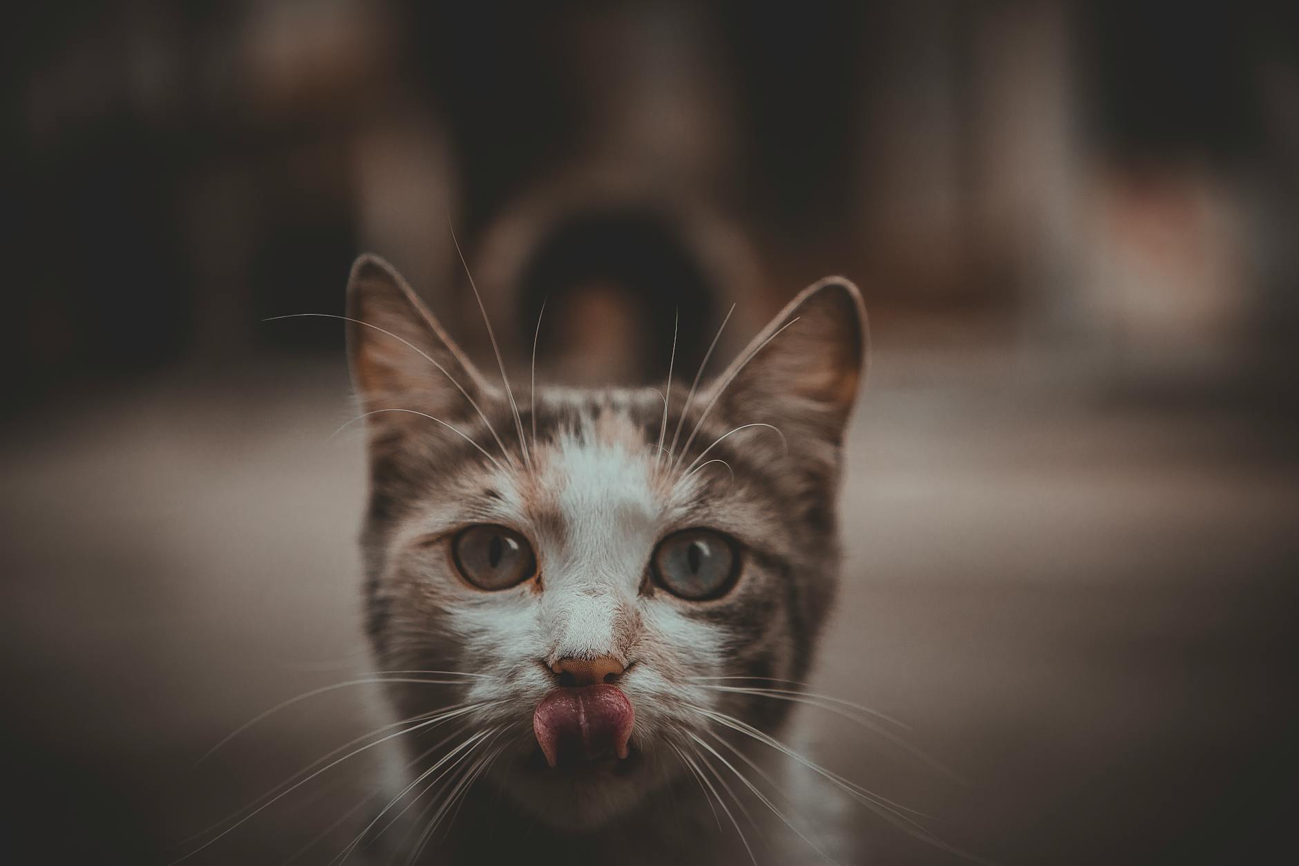 Is It Safe for Cats to Lick Bowls With Ice Cream Melt - Featured image