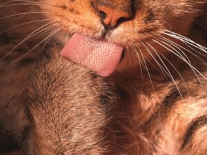 Is It Safe for Cats to Lick Bowls With Yogurt Leftovers - Featured image