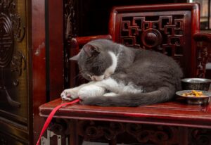 Is It Safe for Cats to Lick Bowls With Soup Residue - Featured image