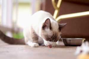 Is It Safe for Cats to Lick Bowls With Peanut Butter - Featured image
