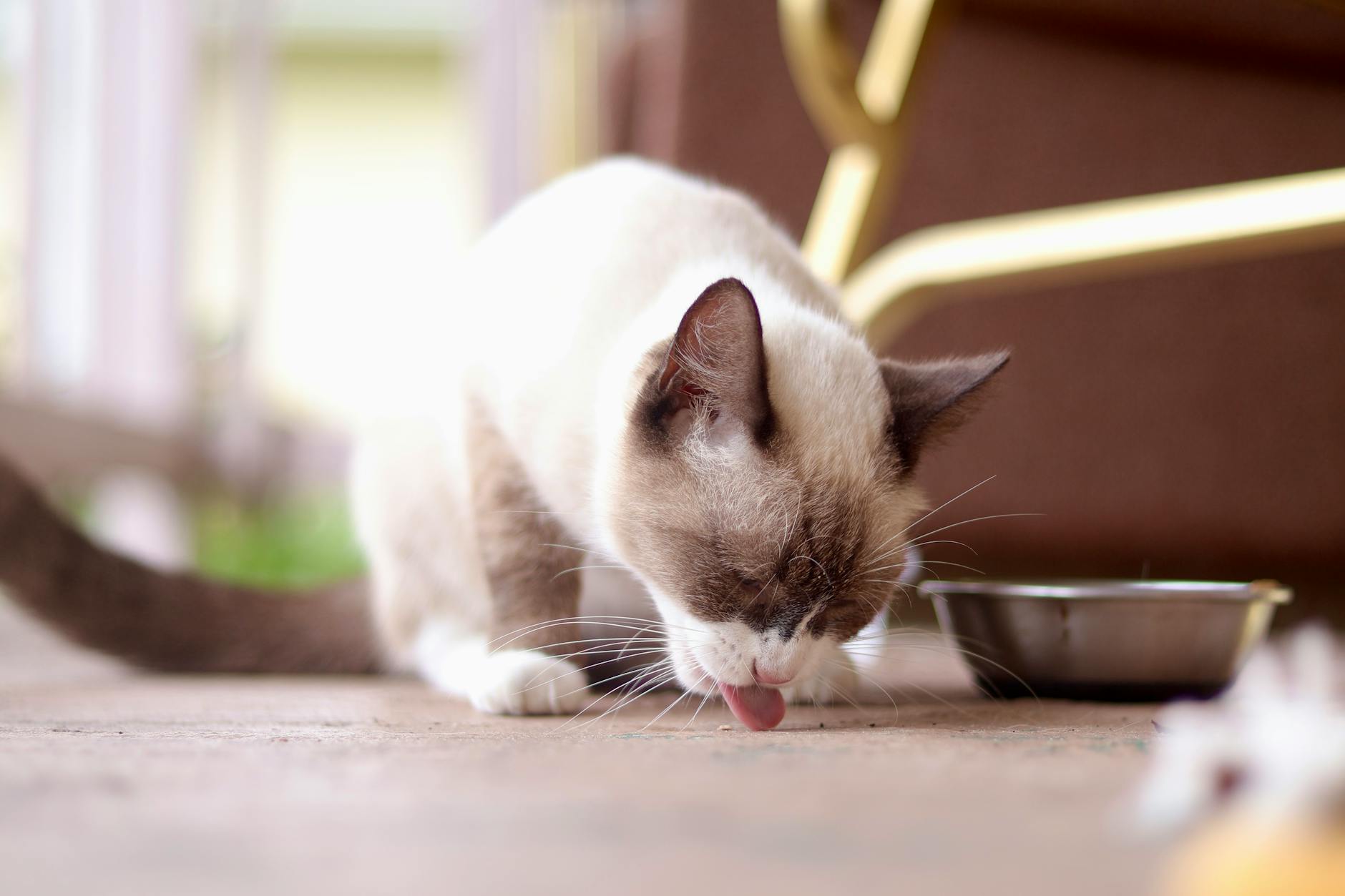 Is It Safe for Cats to Lick Bowls With Peanut Butter - Featured image