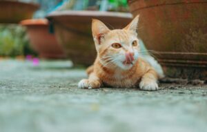 Is It Safe for Cats to Lick Bowls With Hummus - Featured image