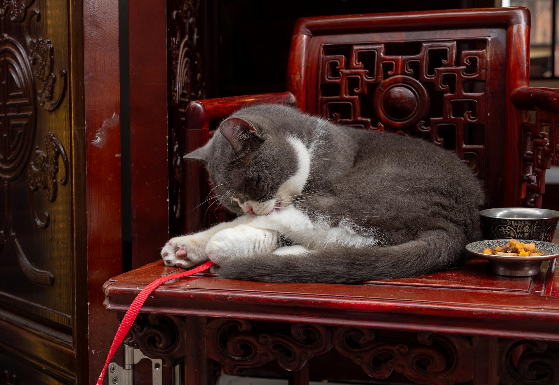 Is It Safe for Cats to Lick Bowls With Soup Residue - Featured image
