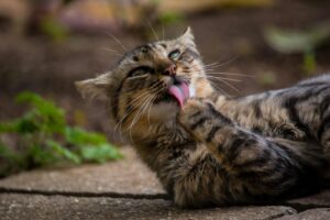 Is It Safe for Cats to Lick Plates With Butter Sauce - Featured image