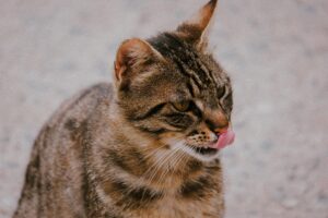Is It Safe for Cats to Lick Plates With Soy Sauce - Featured image