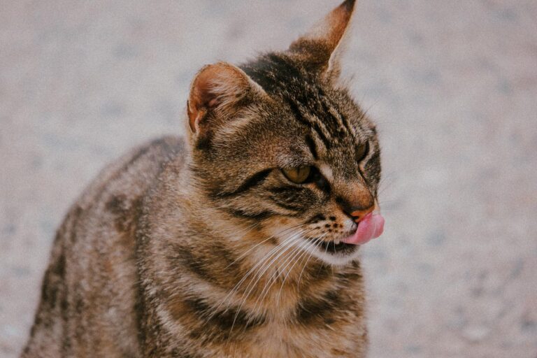 Is It Safe for Cats to Lick Plates With Soy Sauce - Featured image