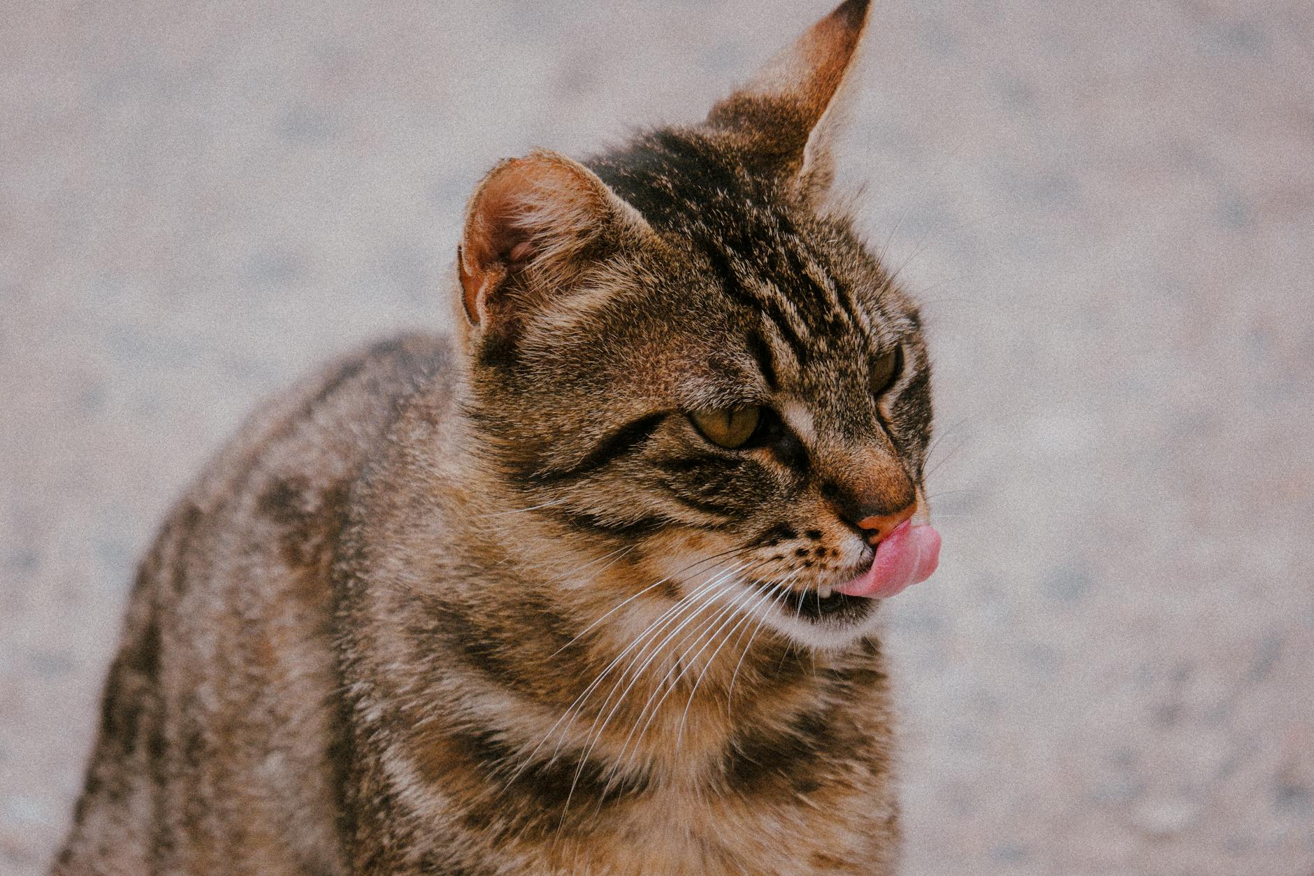 Is It Safe for Cats to Lick Plates With Soy Sauce - Featured image