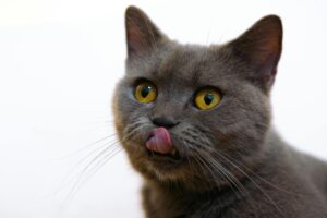 Is It Safe for Cats to Lick Plates With Fish Sauce - Featured image