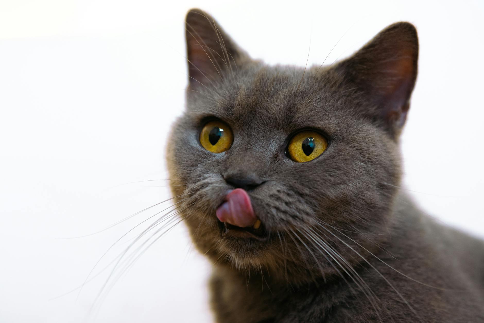 Is It Safe for Cats to Lick Plates With Fish Sauce - Featured image