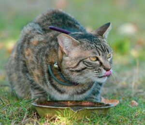Is It Safe for Cats to Lick Plates With Salad Dressing - Featured image