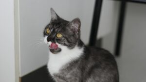 Is It Safe for Cats to Lick Plates With Ranch - Featured image