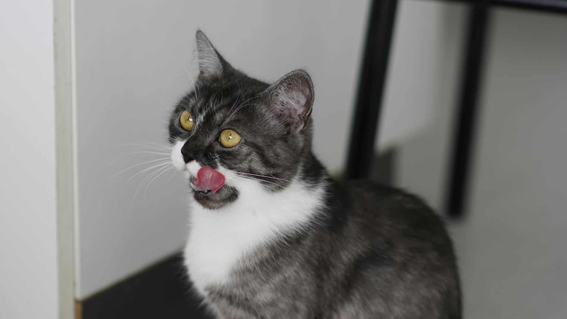 Is It Safe for Cats to Lick Plates With Ranch - Featured image