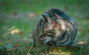 Is It Safe for Cats to Lick Plates With Mayonnaise - Featured image