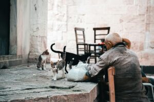 Is It Safe to Share Dishware With Cats If I Am Elderly - Featured image