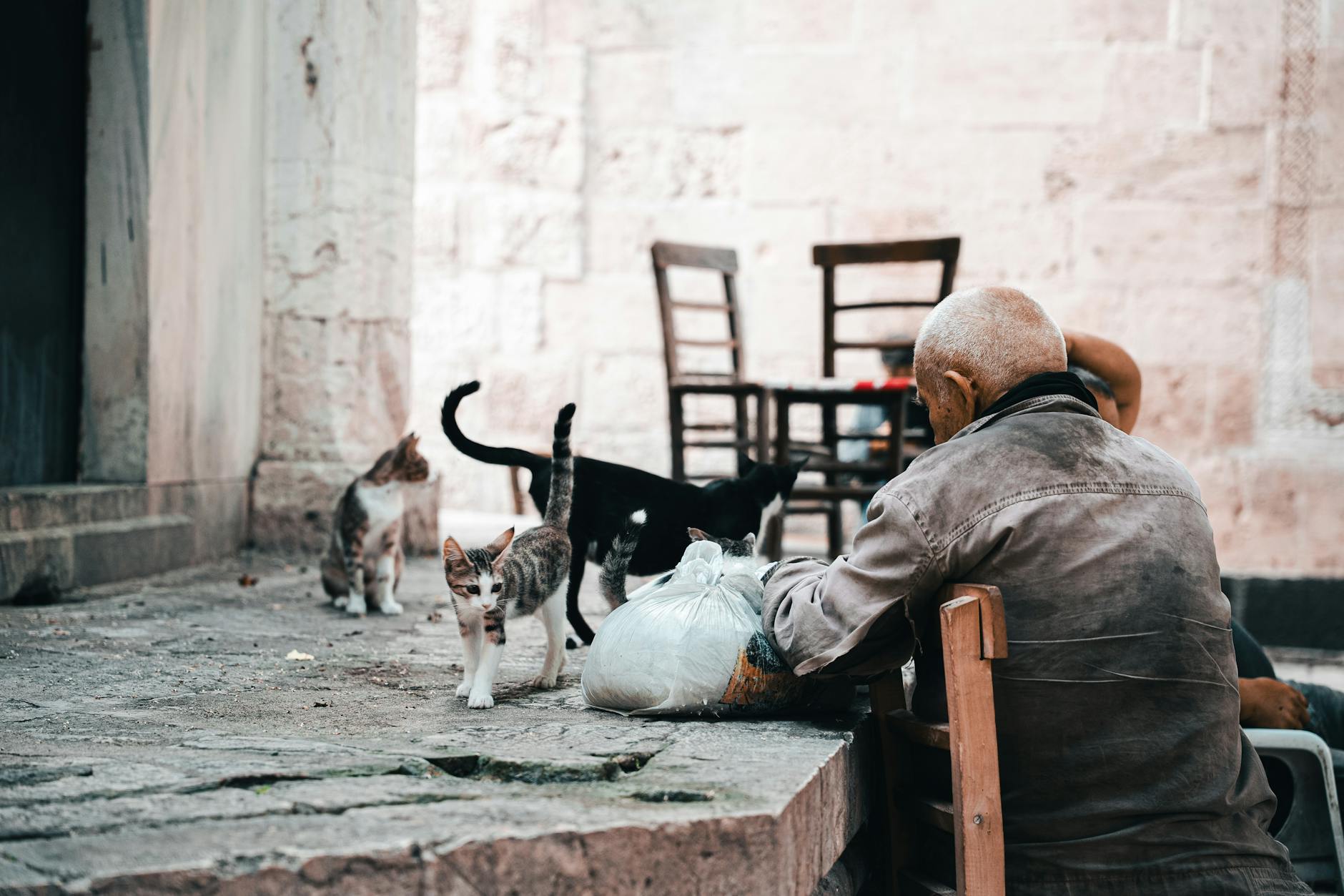 Is It Safe to Share Dishware With Cats If I Am Elderly - Featured image