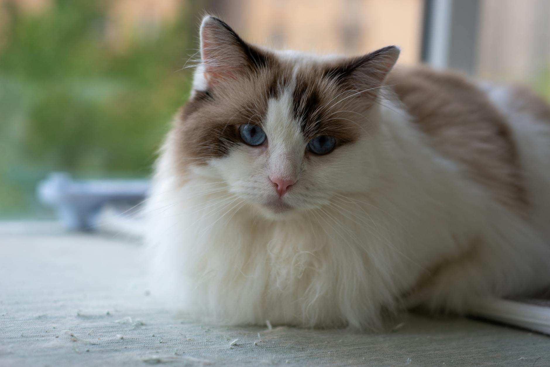Lynx Ragdoll Cats: Another Popular Striped Blue-Eyed Breed