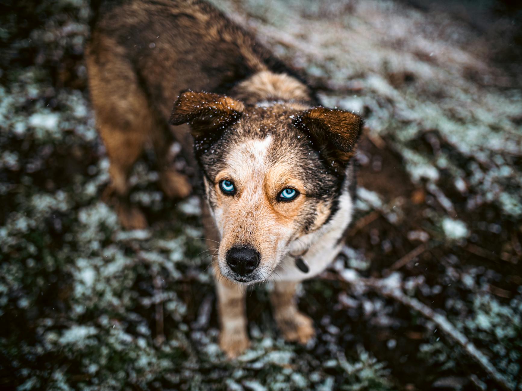 Other Affordable Blue-Eyed Breeds Worth Considering