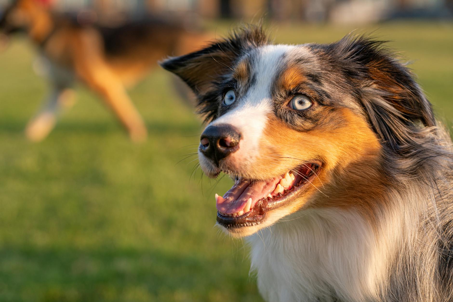 Other Blue-Eyed Breeds That Resemble Birmans