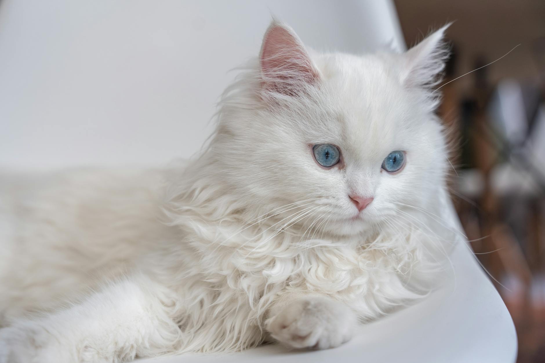 Other Blue-Eyed Breeds with Persian-Like Features