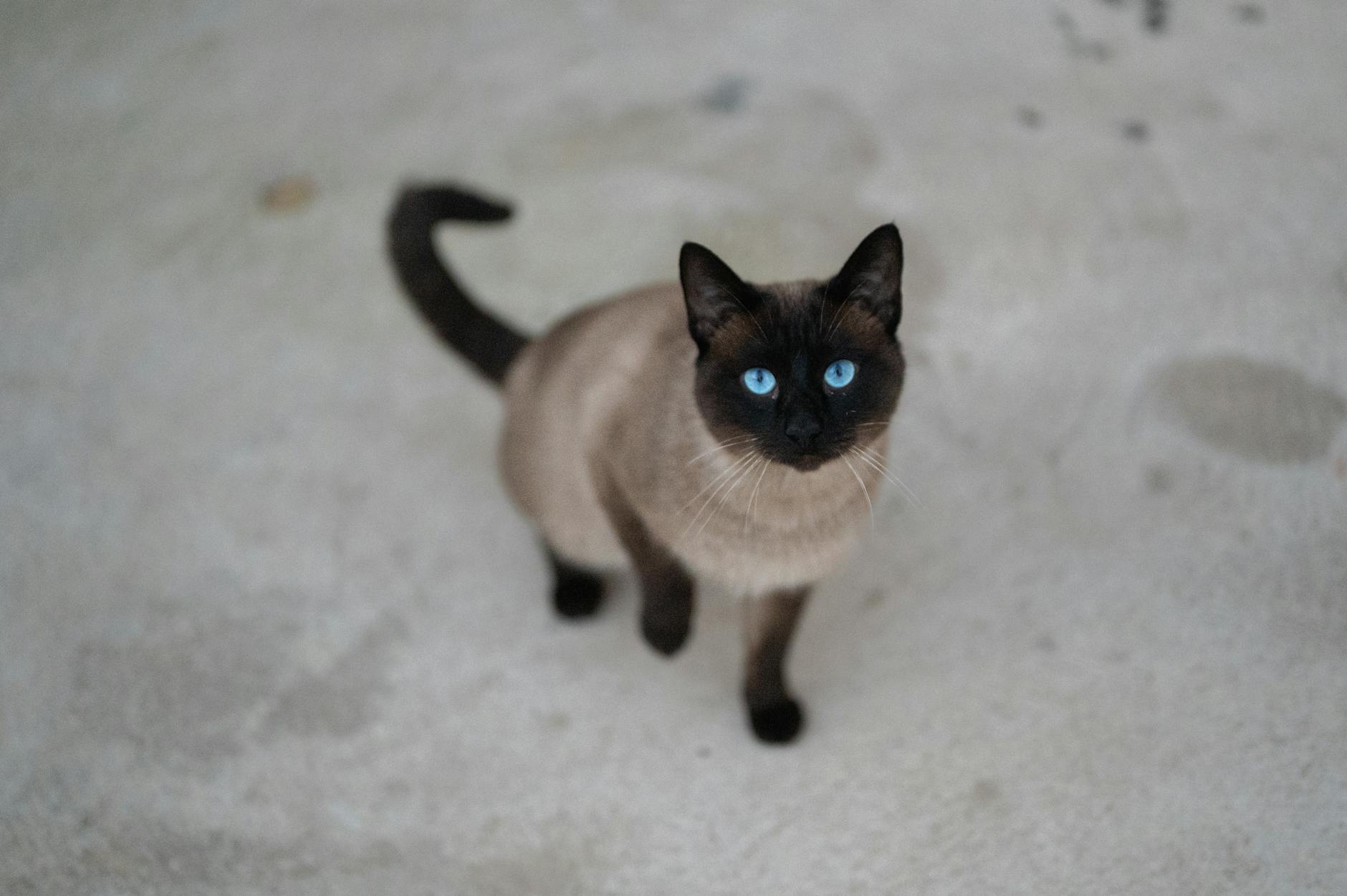 Other Blue-Eyed Cat Breeds That Share Tonkinese Similarities