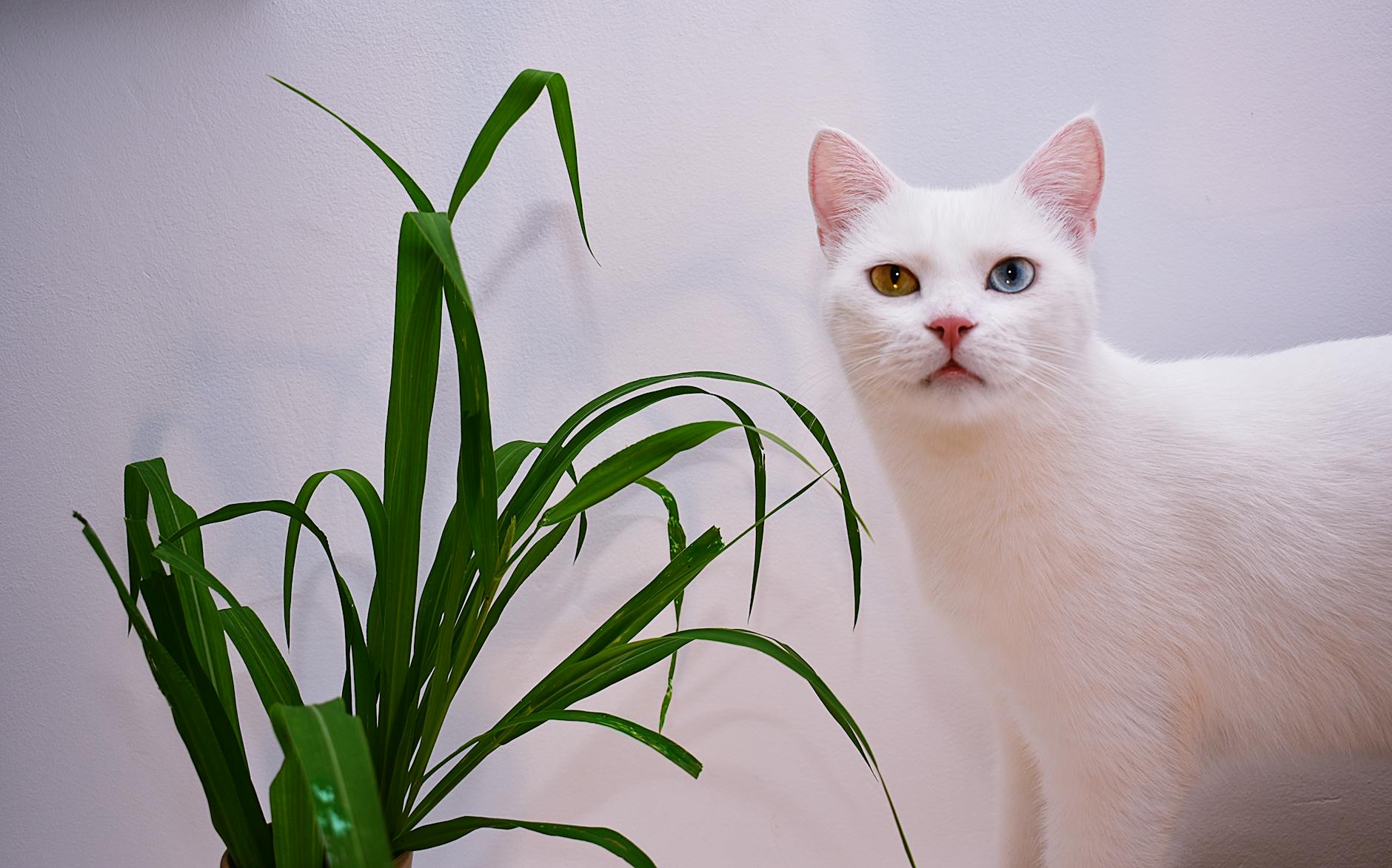 Other Breeds That Carry the Odd-Eye Gene